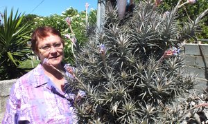 Lugplant blom na 28 jaar